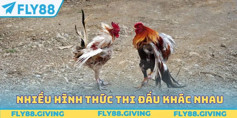 Nhiều hình thức thi đấu khác nhau tại sảnh