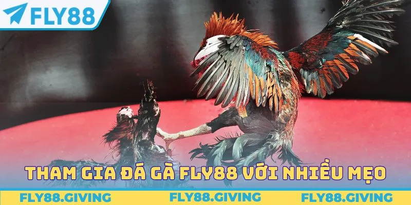 Tham gia sảnh đá gà FLY88 nhanh thắng với nhiều mẹo